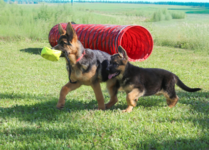 Come scegliere il cucciolo giusto