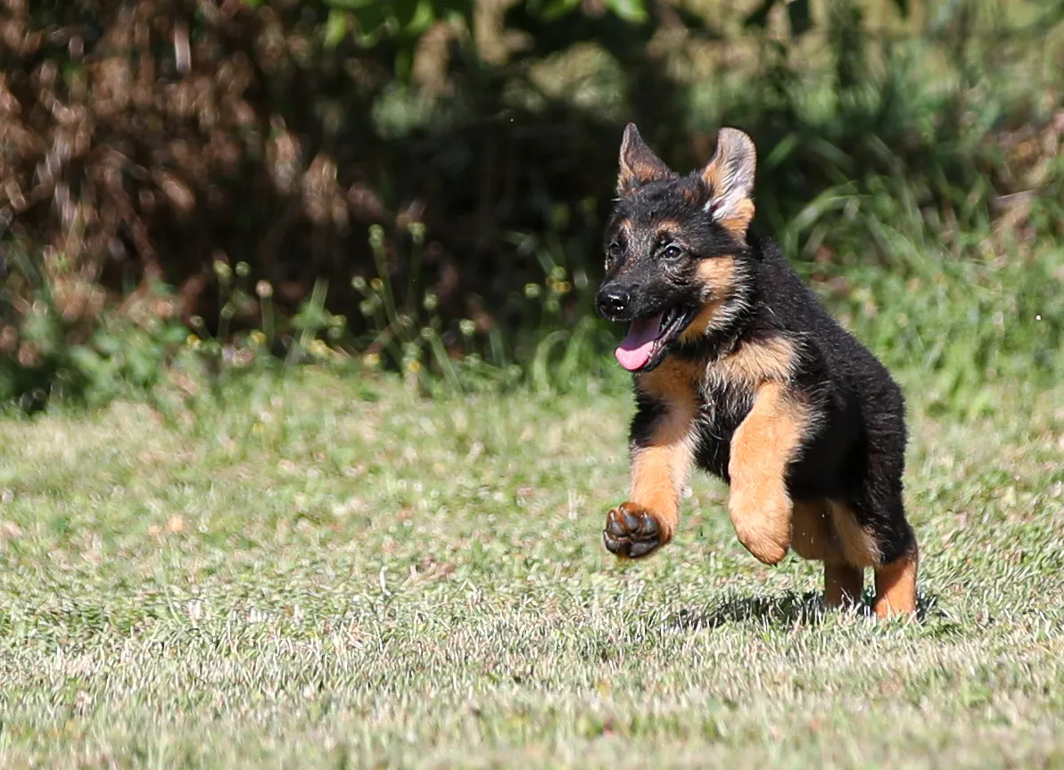 I primi giorni a casa del cucciolo 