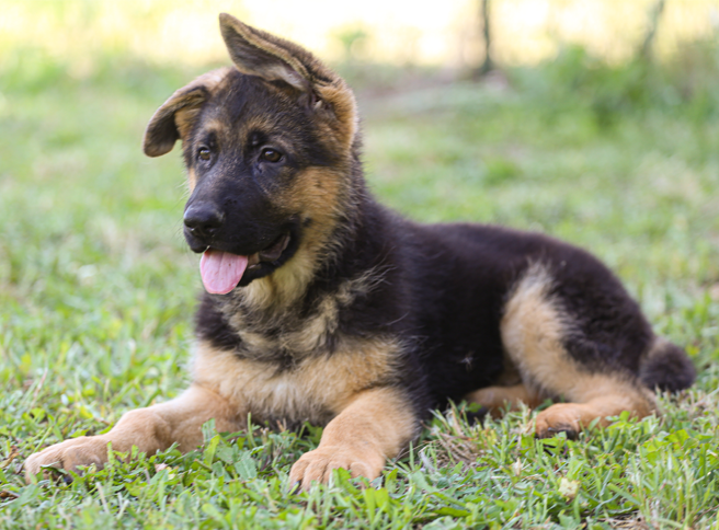 cuccioli